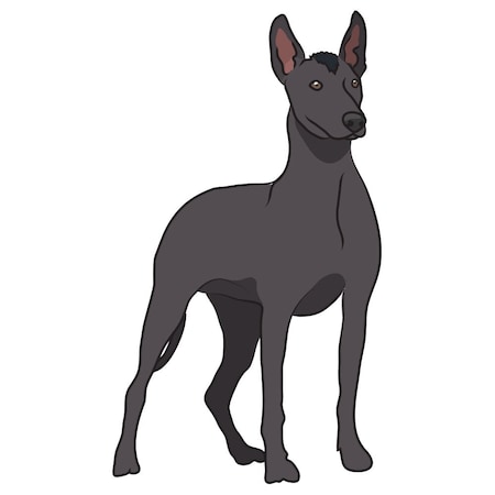 Signmission Xoloitzcuintli Dog Decal, Dog Lover Decor Vinyl Sticker D-12-Xoloitzcuintli